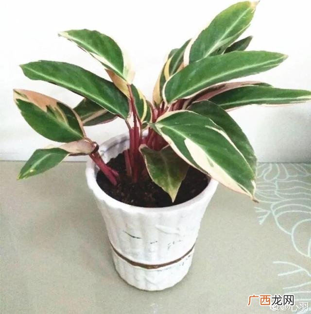 真好话app下载入口 花花贷款app下载