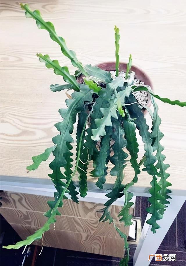 真好话app下载入口 花花贷款app下载