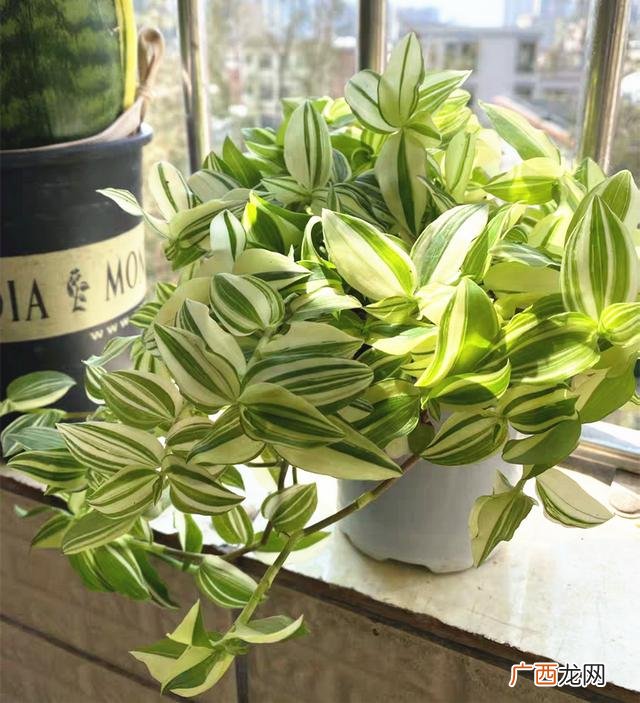 真好话app下载入口 花花贷款app下载
