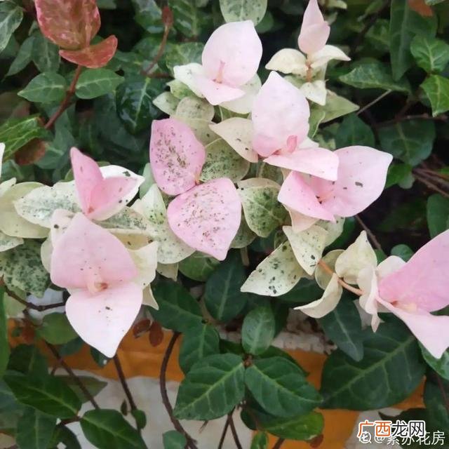 真好话app下载入口 花花贷款app下载