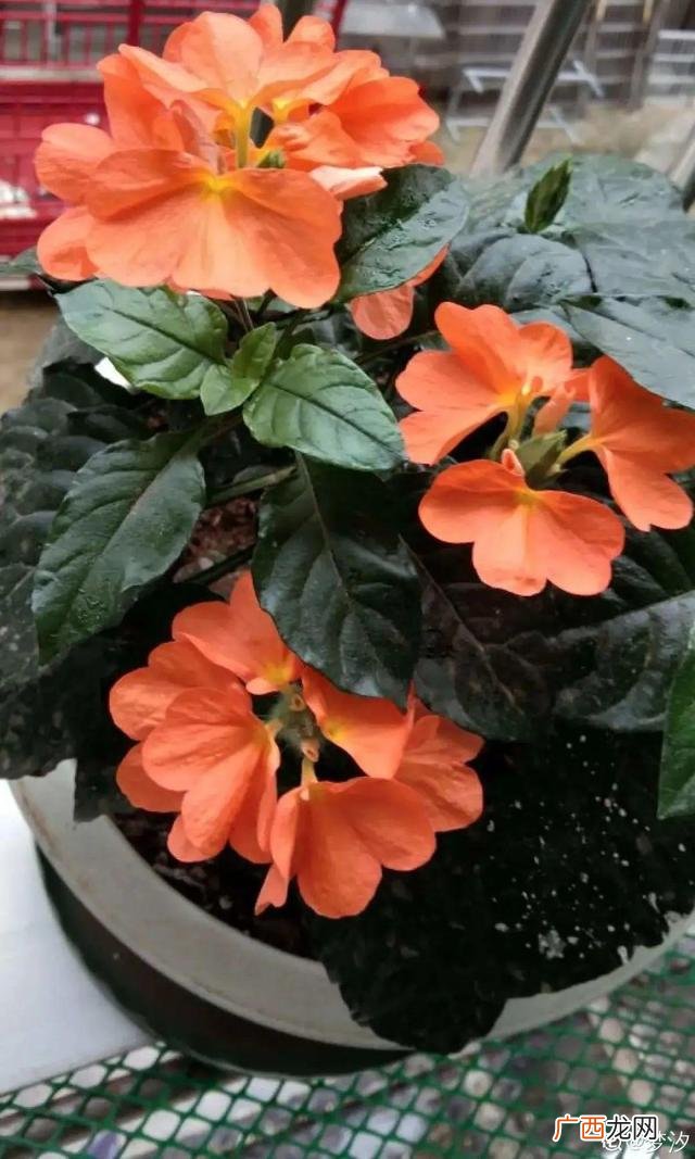 真好话app下载入口 花花贷款app下载