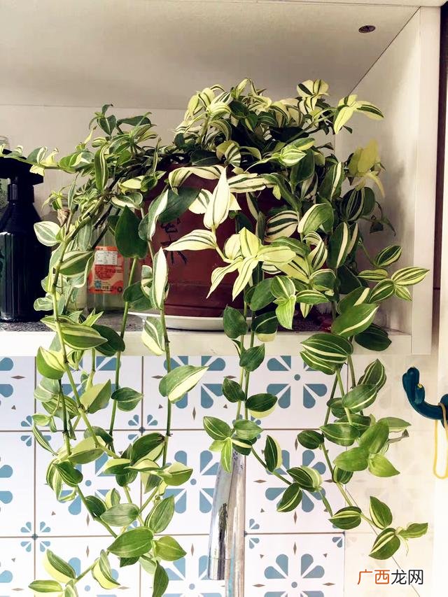 真好话app下载入口 花花贷款app下载