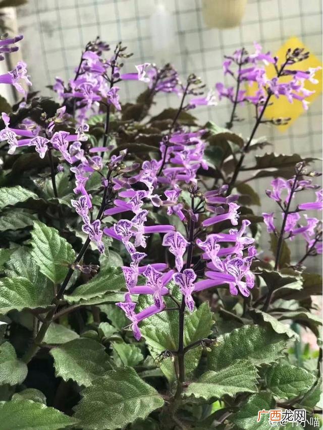 真好话app下载入口 花花贷款app下载