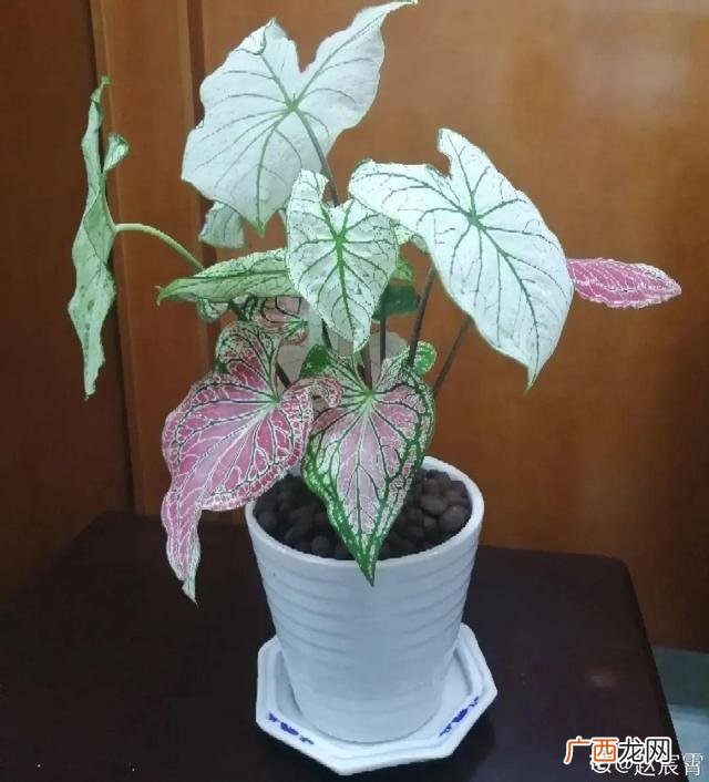 真好话app下载入口 花花贷款app下载