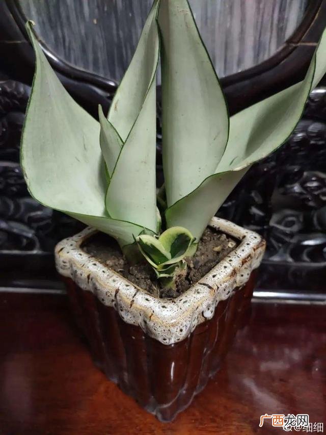 真好话app下载入口 花花贷款app下载