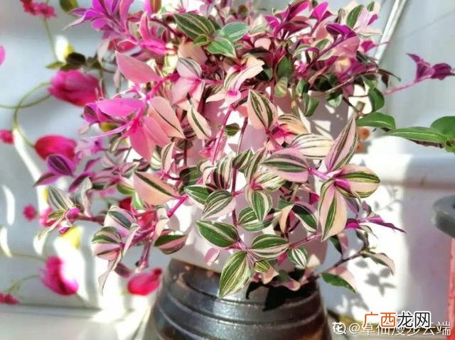 真好话app下载入口 花花贷款app下载