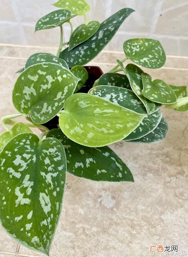 真好话app下载入口 花花贷款app下载