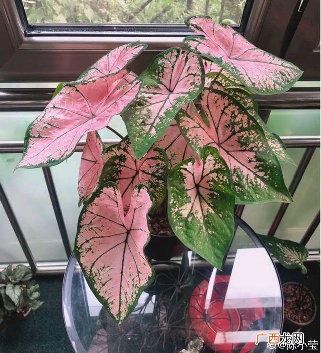 真好话app下载入口 花花贷款app下载