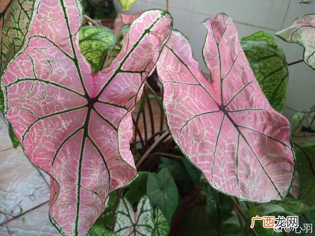 真好话app下载入口 花花贷款app下载
