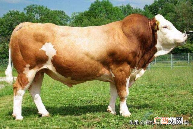 肉牛养殖可行性研究报告,养殖场建设项目可行性报告
