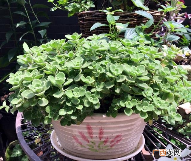 塑料袋生产设备全套要多少钱,小型全自动制香机价格是多少