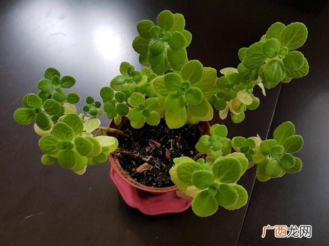塑料袋生产设备全套要多少钱,小型全自动制香机价格是多少