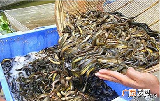 十大暴利养殖 2020挣钱的行业渠道