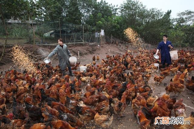 十大暴利养殖 2020挣钱的行业渠道