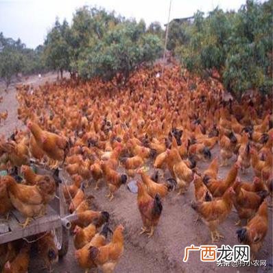 十大暴利养殖 2020挣钱的行业渠道