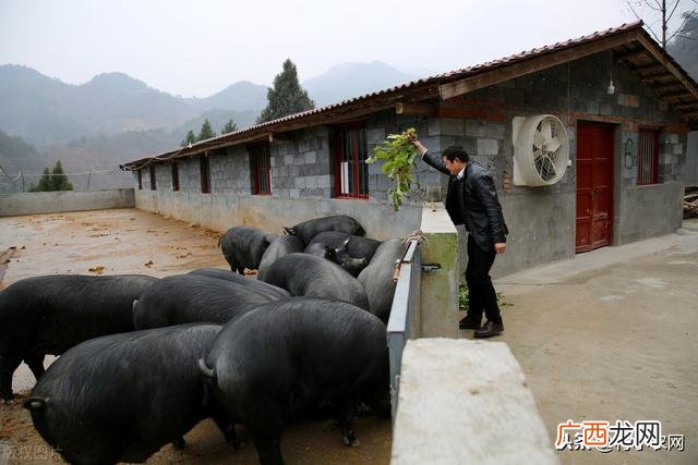 十大暴利养殖 2020挣钱的行业渠道