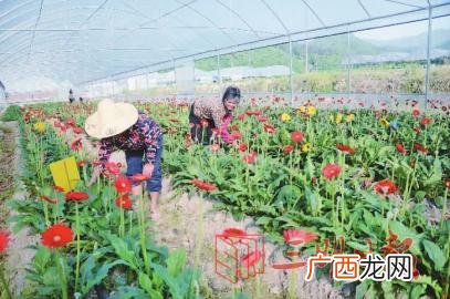 2亩花卉大棚投资多少钱 种植花圃赚钱吗