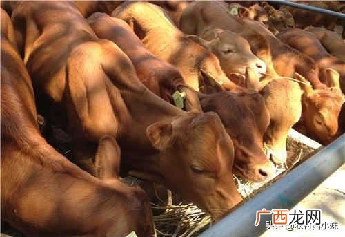 黄牛养殖牛苗批发,养黄牛的方法和技术
