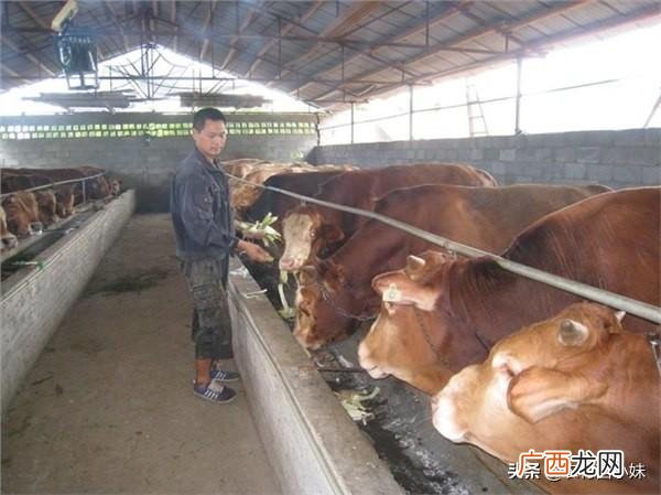 黄牛养殖牛苗批发,养黄牛的方法和技术