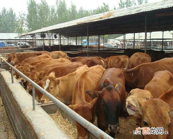 黄牛养殖牛苗批发,养黄牛的方法和技术