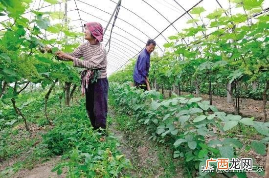 什么种植业见效快赚钱,目前农村种植什么最好赚钱