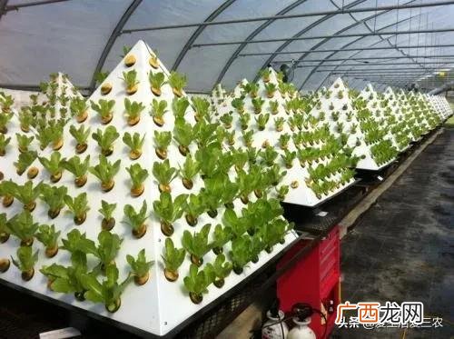 什么种植业见效快赚钱,目前农村种植什么最好赚钱