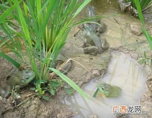 什么种植业见效快赚钱,目前农村种植什么最好赚钱