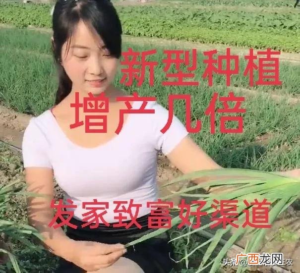 什么种植业见效快赚钱,目前农村种植什么最好赚钱