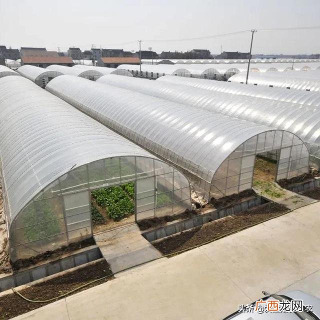 什么种植业见效快赚钱,目前农村种植什么最好赚钱