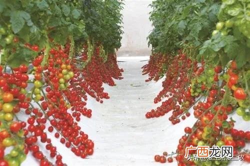 什么种植业见效快赚钱,目前农村种植什么最好赚钱