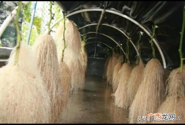 什么种植业见效快赚钱,目前农村种植什么最好赚钱