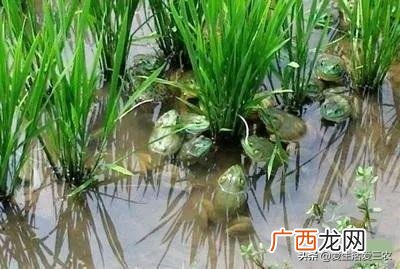什么种植业见效快赚钱,目前农村种植什么最好赚钱