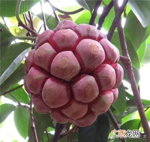 什么种植业见效快赚钱,目前农村种植什么最好赚钱