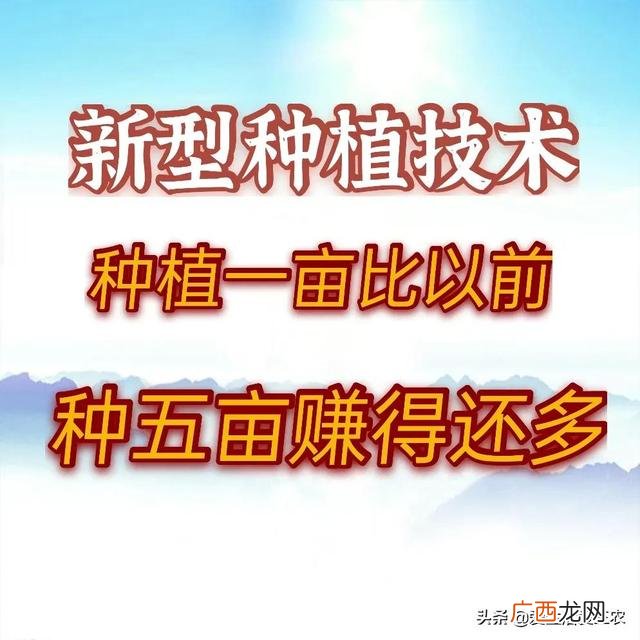 什么种植业见效快赚钱,目前农村种植什么最好赚钱