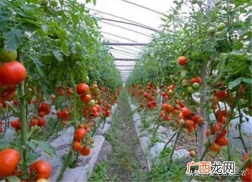 什么种植业见效快赚钱,目前农村种植什么最好赚钱