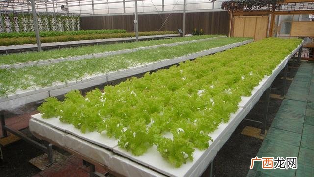40个种植骗局 4亩大棚一年能挣多少钱智能大棚