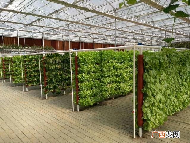 40个种植骗局 4亩大棚一年能挣多少钱智能大棚