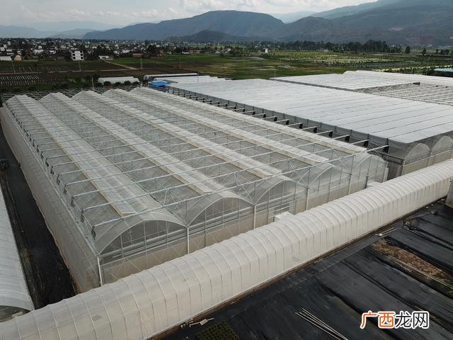 40个种植骗局 4亩大棚一年能挣多少钱智能大棚