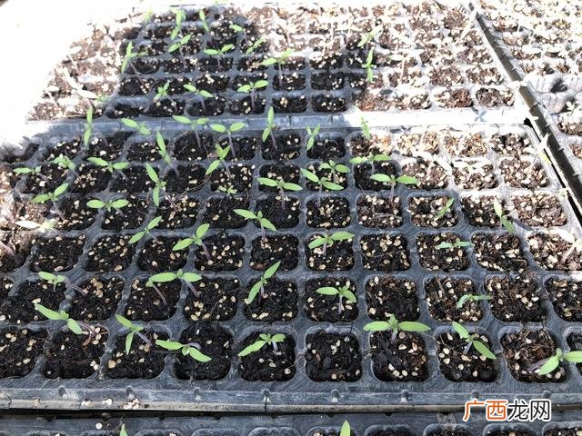 有机蔬菜创业计划书范文 蔬菜创业计划书 大学生版