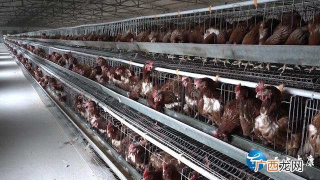 家庭小工厂致富门路 养殖创业致富好帮手