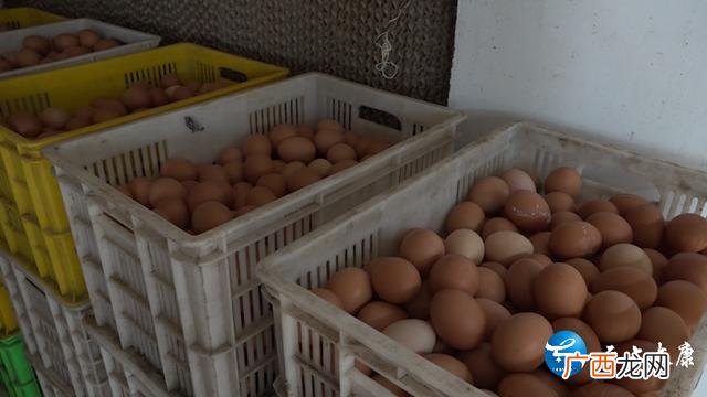家庭小工厂致富门路 养殖创业致富好帮手