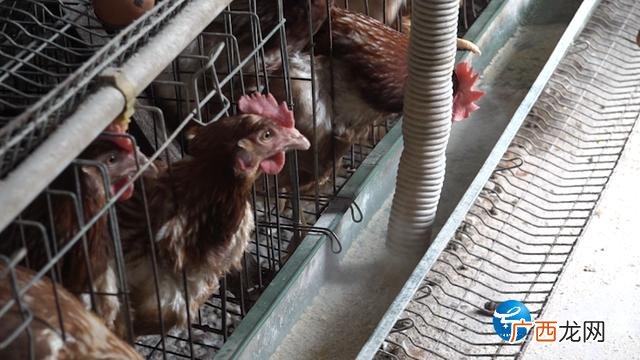 家庭小工厂致富门路 养殖创业致富好帮手