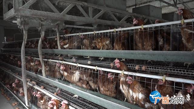 家庭小工厂致富门路 养殖创业致富好帮手