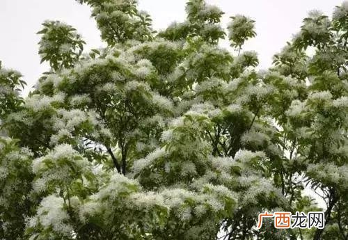 未来十年紧缺的苗木 农村栽什么树最有前景