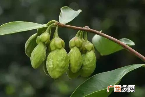 未来十年紧缺的苗木 农村栽什么树最有前景