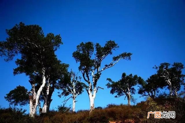 未来十年紧缺的苗木 农村栽什么树最有前景