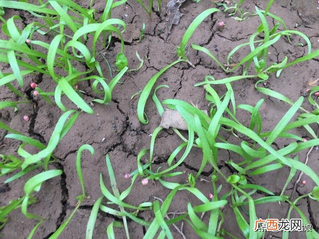 10月适合种植的蔬菜 这个季节种植什么最好