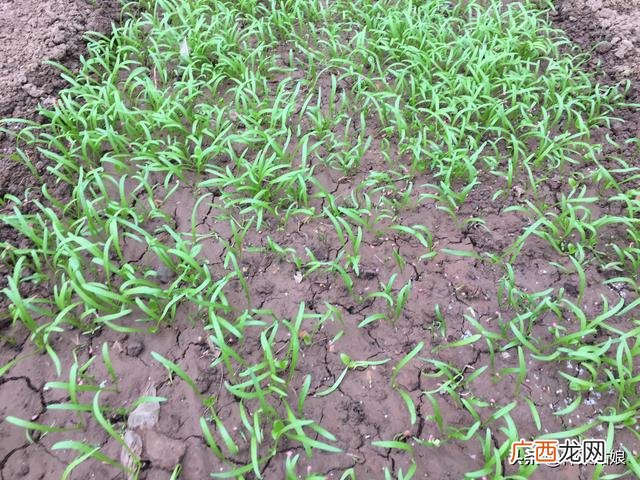 10月适合种植的蔬菜 这个季节种植什么最好