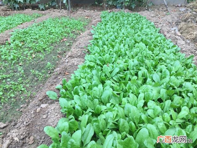 10月适合种植的蔬菜 这个季节种植什么最好