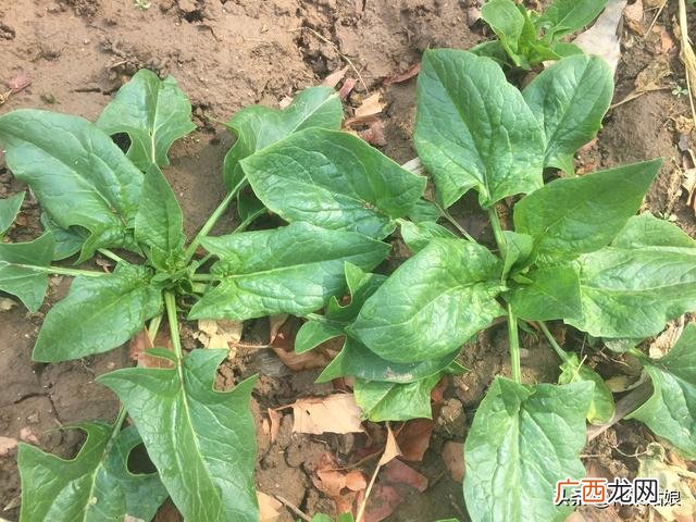 10月适合种植的蔬菜 这个季节种植什么最好